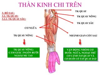 THẦN KINH CHI TRÊN
3- BÓ SAU:
3.2- TK QUAY:
3.2.2- TK QUAY SÂU:
TK QUAY
TK QUAY NÔNG
TK QUAY SÂU
NHÁNH GIAN CỐT SAU
CƠ NGỮA
VẬN ĐỘNG NHÓM CƠ
DUỖI- NGỮA, NGOẠI TRỪ
CƠ CÁNH TAY QUAY VÀ
CƠ DUỖI CỔ TAY QUAY DÀI
TK QUAY NÔNG:
CẢM GIÁC 3NGÓN RƢỠI
NGOÀI MU TAY
TK QUAY NÔNG
 