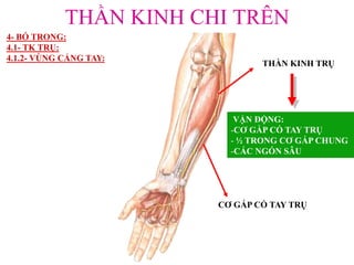 THẦN KINH CHI TRÊN
4- BÓ TRONG:
4.1- TK TRỤ:
4.1.2- VÙNG CẲNG TAY:
THẦN KINH TRỤ
VẬN ĐỘNG:
-CƠ GẦP CỔ TAY TRỤ
- ½ TRONG CƠ GẤP CHUNG
-CÁC NGÓN SÂU
CƠ GẤP CỔ TAY TRỤ
 