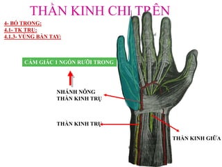 THẦN KINH CHI TRÊN
THẦN KINH TRỤ
NHÁNH NÔNG
THẦN KINH TRỤ
CẢM GIÁC 1 NGÓN RƢỠI TRONG
THẦN KINH GIỮA
4- BÓ TRONG:
4.1- TK TRỤ:
4.1.3- VÙNG BÀN TAY:
 