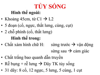TỦY SỐNG
Hình thể ngoài:
• Khoảng 45cm, từ C1  L2
• 5 đoạn (cổ, ngực, thắt lƣng, cùng, cụt)
• 2 chỗ phình (cổ, thắt lƣng)
Hình thể trong:
• Chất xám hình chữ H: sừng trƣớc  vận động
sừng sau  cảm giác
• Chất trắng bao quanh dẫn truyền
• Rễ bụng + rễ lƣng  Dây TK tủy sống
• 31 dây: 8 cổ, 12 ngực, 5 lƣng, 5 cùng, 1 cụt
 