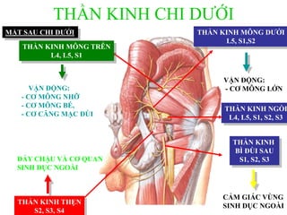 THẦN KINH CHI DƢỚI
MẶT SAU CHI DƢỚI
THẦN KINH NGỒI
L4, L5, S1, S2, S3
THẦN KINH
BÌ ĐÙI SAU
S1, S2, S3
THẦN KINH MÔNG DƢỚI
L5, S1,S2
THẦN KINH MÔNG TRÊN
L4, L5, S1
THẦN KINH THẸN
S2, S3, S4
VẬN ĐỘNG:
- CƠ MÔNG NHỠ
- CƠ MÔNG BÉ,
- CƠ CĂNG MẠC ĐÙI
VẬN ĐỘNG:
- CƠ MÔNG LỚN
ĐÁY CHẬU VÀ CƠ QUAN
SINH DỤC NGOÀI
CẢM GIÁC VÙNG
SINH DỤC NGOÀI
 