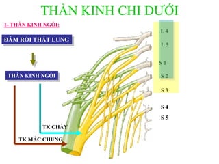 THẦN KINH CHI DƢỚI
L 4
L 5
S 1
S 2
S 3
S 4
S 5
1- THẦN KINH NGỒI:
THẦN KINH NGỒI
TK MÁC CHUNG
TK CHÀY
ĐÁM RỐI THẮT LUNG
 
