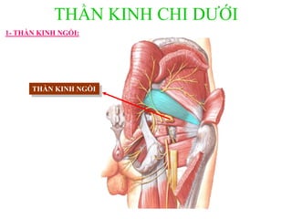 THẦN KINH CHI DƢỚI
1- THẦN KINH NGỒI:
THẦN KINH NGỒI
 