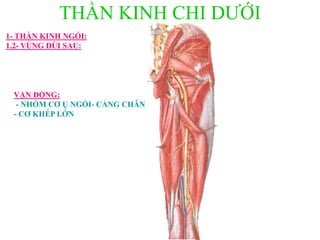 THẦN KINH CHI DƢỚI
1- THẦN KINH NGỒI:
1.2- VÙNG ĐÙI SAU:
VẬN ĐỘNG:
- NHÓM CƠ Ụ NGỒI- CẲNG CHÂN
- CƠ KHÉP LỚN
 