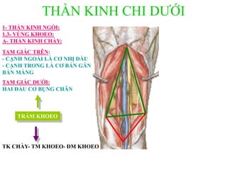 THẦN KINH CHI DƢỚI
TRÁM KHOEO
TAM GIÁC TRÊN:
- CẠNH NGOÀI LÀ CƠ NHỊ ĐẦU
- CẠNH TRONG LÀ CƠ BÁN GÂN
BÁN MÀNG
TK CHÀY- TM KHOEO- ĐM KHOEO
TAM GIÁC DƢỚI:
HAI ĐẦU CƠ BỤNG CHÂN
1- THẦN KINH NGỒI:
1.3- VÙNG KHOEO:
A- THẦN KINH CHÀY:
 