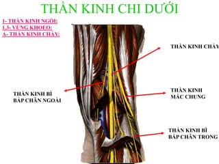 THẦN KINH CHI DƢỚI
THẦN KINH CHÀY
THẦN KINH
MÁC CHUNG
1- THẦN KINH NGỒI:
1.3- VÙNG KHOEO:
A- THẦN KINH CHÀY:
THẦN KINH BÌ
BẮP CHÂN NGOÀI
THẦN KINH BÌ
BẮP CHÂN TRONG
 
