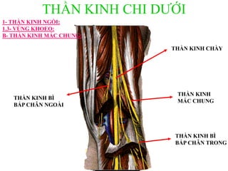 THẦN KINH CHI DƢỚI
THẦN KINH CHÀY
THẦN KINH
MÁC CHUNG
1- THẦN KINH NGỒI:
1.3- VÙNG KHOEO:
B- THẦN KINH MÁC CHUNG:
THẦN KINH BÌ
BẮP CHÂN NGOÀI
THẦN KINH BÌ
BẮP CHÂN TRONG
 