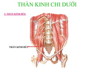 L 2
L 3
L 4
L 5
THẦN KINH ĐÙI
THẦN KINH CHI DƢỚI
2- THẦN KINH ĐÙI:
 