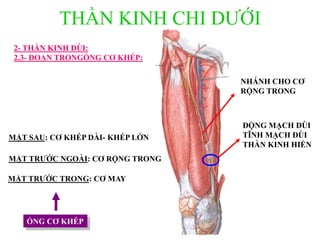 THẦN KINH CHI DƢỚI
2- THẦN KINH ĐÙI:2- THẦN KINH ĐÙI:
2.3- ĐOẠN TRONGỐNG CƠ KHÉP:
ĐỘNG MẠCH ĐÙI
TĨNH MẠCH ĐÙI
THẦN KINH HIỂN
NHÁNH CHO CƠ
RỘNG TRONG
ỐNG CƠ KHÉP
MẶT TRƢỚC TRONG: CƠ MAY
MẶT TRƢỚC NGOÀI: CƠ RỘNG TRONG
MẶT SAU: CƠ KHÉP DÀI- KHÉP LỚN
 