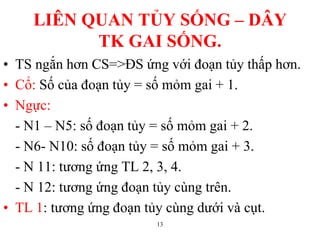 13
LIÊN QUAN TỦY SỐNG – DÂY
TK GAI SỐNG.
• TS ngắn hơn CS=>ĐS ứng với đoạn tủy thấp hơn.
• Cổ: Số của đoạn tủy = số mỏm gai + 1.
• Ngực:
- N1 – N5: số đoạn tủy = số mỏm gai + 2.
- N6- N10: số đoạn tủy = số mỏm gai + 3.
- N 11: tƣơng ứng TL 2, 3, 4.
- N 12: tƣơng ứng đoạn tủy cùng trên.
• TL 1: tƣơng ứng đoạn tủy cùng dƣới và cụt.
 