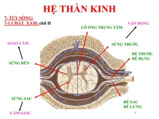 HỆ THẦN KINH
SỪNG SAU
SỪNG TRƢỚC
SỪNG BÊN
7- TỦY SỐNG:
7-1 CHẤT XÁM: chữ H
RỄ TRƢỚC
RỄ BỤNG
RỄ SAU
RỄ LƢNG
LỖ ỐNG TRUNG TÂM
VẬN ĐỘNG
CẢM GIÁC
GIAO CẢM
 