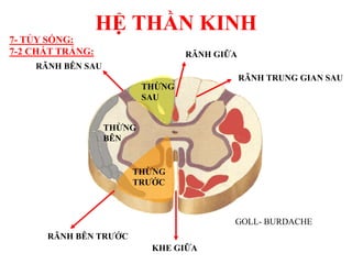 HỆ THẦN KINH
KHE GIỮA
RÃNH GIỮA
RÃNH BÊN TRƢỚC
RÃNH BÊN SAU
THỪNG
SAU
THỪNG
TRƢỚC
THỪNG
BÊN
RÃNH TRUNG GIAN SAU
7- TỦY SỐNG:
7-2 CHẤT TRẮNG:
GOLL- BURDACHE
 