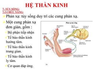 16
Phản xạ: tủy sống duy trì các cung phản xạ.
Một cung phản xạ
đơn giản, gồm :
Bộ phận tiếp nhận
Tế bào thần kinh
hƣớng tâm.
Tế bào thần kinh
trung gian.
Tế bào thần kinh
ly tâm.
Cơ quan đáp ứng.
HỆ THẦN KINH7- TỦY SỐNG:
7-3 CHỨC NĂNG:
 