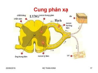 20/08/2016 HỆ THẦN KINH 17
 