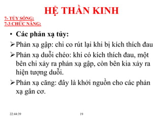 19
• Các phản xạ tủy:
Phản xạ gập: chi co rút lại khi bị kích thích đau
Phản xạ duỗi chéo: khi có kích thích đau, một
bên chi xảy ra phản xạ gập, còn bên kia xảy ra
hiện tƣợng duỗi.
Phản xạ căng: đây là khởi nguồn cho các phản
xạ gân cơ.
22:44:39
HỆ THẦN KINH
7- TỦY SỐNG:
7-3 CHỨC NĂNG:
 