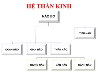 HỆ THẦN KINH
NÃO BỘ
ĐOAN NÃO GIAN NÃO THÂN NÃO
TIỂU NÃO
TRUNG NÃO CẦU NÃO HÀNH NÃO
 