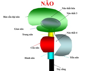 NÃO
Tủy sống
Hành não
Trung não
Cầu não
Gian não
Tiểu não
Não thất 4
Não thất 3
Bán cầu đại não
Não thất bên
 