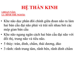 • Khe não dọc phân đôi chính giữa đoan não ra làm
hai bán cầu đại não phải và trái nối nhau bởi các
mép gian bán cầu
• Khe não ngang ngăn cách hai bán cầu đại não với
đồi thị, trung não và tiểu não.
• 5 thùy: trán, đỉnh, chẩm, thái dƣơng, đảo
• 3 rãnh: rãnh trung tâm, rãnh bên, rãnh đỉnh chẩm
HỆ THẦN KINH
1.ĐOAN NÃO:
1.1- HÌNH THỂ NGOÀI:
 