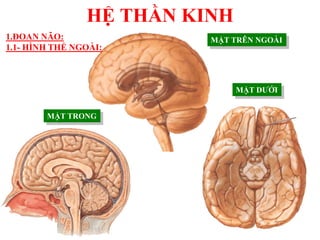 HỆ THẦN KINH
1.ĐOAN NÃO:
1.1- HÌNH THỂ NGOÀI:
MẶT TRÊN NGOÀI
MẶT TRONG
MẶT DƢỚI
 
