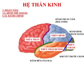 HỆ THẦN KINH
THÙY TRÁN
THÙY ĐỈNH
THÙY THÁI DƢƠNG
THÙY
CHẨM
RÃNH TRUNG TÂM
(ROLANDO)
RÃNH BÊN( SYLVIUS)
RÃNH ĐỈNH
CHẨM NGOÀI
KHUYẾT TRƢỚC CHẨM
1- ĐOAN NÃO:
1.1- HÌNH THỂ NGOÀI:
CÁC RÃNH CHÍNH
 