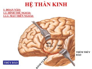 HỆ THẦN KINH
THÙY ĐẢO
THỀM THÙY
ĐẢO
HỒI
NGẮN HỒI
DÀI
1- ĐOAN NÃO:
1.1- HÌNH THỂ NGOÀI:
1.1.1- MẶT TRÊN NGOÀI:
 