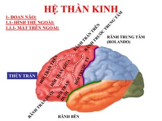 HỆ THẦN KINH
THÙY TRÁN
RÃNH TRUNG TÂM
(ROLANDO)
RÃNH BÊN
1- ĐOAN NÃO:
1.1- HÌNH THỂ NGOÀI:
1.1.1- MẶT TRÊN NGOÀI:
 
