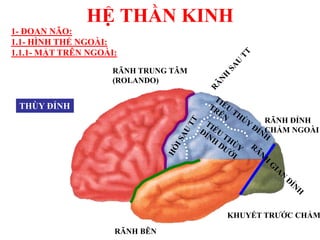 HỆ THẦN KINH
THÙY ĐỈNH
RÃNH TRUNG TÂM
(ROLANDO)
RÃNH BÊN
RÃNH ĐỈNH
CHẨM NGOÀI
KHUYẾT TRƢỚC CHẨM
1- ĐOAN NÃO:
1.1- HÌNH THỂ NGOÀI:
1.1.1- MẶT TRÊN NGOÀI:
 
