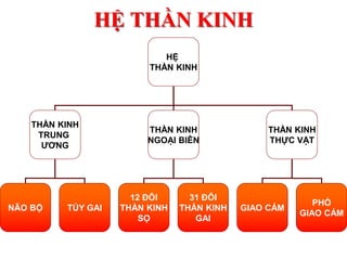 HỆ THẦN KINH
HỆ
THẦN KINH
THẦN KINH
TRUNG
ƯƠNG
THẦN KINH
NGOẠI BIÊN
THẦN KINH
THỰC VẬT
NÃO BỘ TỦY GAI
12 ĐÔI
THẦN KINH
SỌ
31 ĐÔI
THẦN KINH
GAI
GIAO CẢM
PHÓ
GIAO CẢM
 
