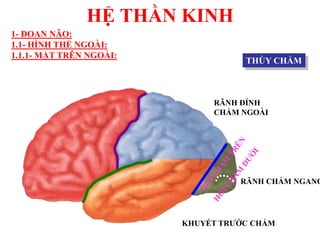 HỆ THẦN KINH
THÙY CHẨM
RÃNH ĐỈNH
CHẨM NGOÀI
KHUYẾT TRƢỚC CHẨM
RÃNH CHẨM NGANG
1- ĐOAN NÃO:
1.1- HÌNH THỂ NGOÀI:
1.1.1- MẶT TRÊN NGOÀI:
 