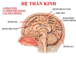 HỆ THẦN KINH
1- ĐOAN NÃO:
1.1- HÌNH THỂ NGOÀI:
1.1.2- MẶT TRONG:
RÃNH THỂ CHAI
RÃNH ĐAI
RÃNH TRUNG TÂM
TRẺ VIỀN
RÃNH ĐỈNH
CHẨM TRONG
RÃNH CỰA
 