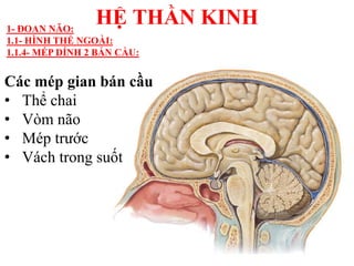 Các mép gian bán cầu
• Thể chai
• Vòm não
• Mép trƣớc
• Vách trong suốt
HỆ THẦN KINH1- ĐOAN NÃO:
1.1- HÌNH THỂ NGOÀI:
1.1.4- MÉP DÍNH 2 BÁN CẦU:
 