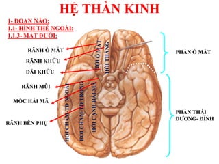 HỆ THẦN KINH
1- ĐOAN NÃO:
1.1- HÌNH THỂ NGOÀI:
1.1.3- MẶT DƢỚI:
PHẦN Ổ MẮT
PHẦN THÁI
DƢƠNG- ĐỈNH
RÃNH KHỨU
RÃNH Ổ MẮT
HỒITHẲNG
DẢI KHỨU
MÓC HẢI MÃ
HỒICẠNHHẢIMÃ
RÃNH MŨI
RÃNH BÊN PHỤ
HỒICHẨM-TDTRONG
HỒICHẨM-TDNGOÀI
 