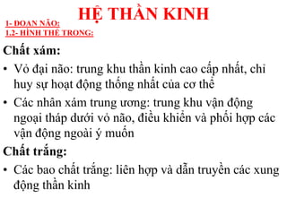 Chất xám:
• Vỏ đại não: trung khu thần kinh cao cấp nhất, chỉ
huy sự hoạt động thống nhất của cơ thể
• Các nhân xám trung ƣơng: trung khu vận động
ngoại tháp dƣới vỏ não, điều khiển và phối hợp các
vận động ngoài ý muốn
Chất trắng:
• Các bao chất trắng: liên hợp và dẫn truyền các xung
động thần kinh
HỆ THẦN KINH1- ĐOAN NÃO:
1.2- HÌNH THỂ TRONG:
 