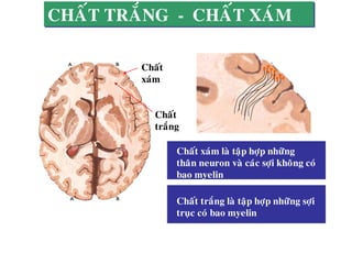 CHAÁT TRAÉNG - CHAÁT XAÙM
Chaát
xaùm
Chaát
traéng
Chaát xaùm laø taäp hôïp nhöõng
thaân neuron vaø caùc sôïi khoâng coù
bao myelin
Chaát traéng laø taäp hôïp nhöõng sôïi
truïc coù bao myelin
 