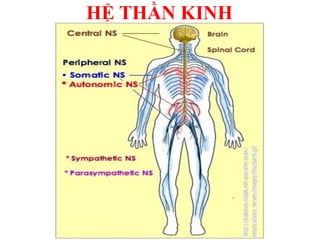 HỆ THẦN KINH
 
