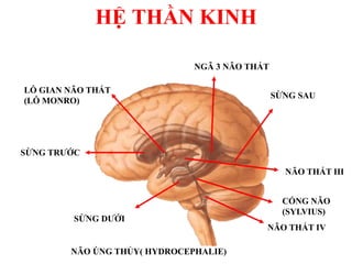HỆ THẦN KINH
SỪNG TRƢỚC
SỪNG DƢỚI
SỪNG SAU
NGÃ 3 NÃO THẤT
NÃO THẤT III
LỖ GIAN NÃO THẤT
(LỖ MONRO)
CỐNG NÃO
(SYLVIUS)
NÃO THẤT IV
NÃO ÖNG THỦY( HYDROCEPHALIE)
 