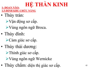 • Thùy trán:
Vận động sơ cấp.
Vùng ngôn ngữ Broca.
• Thùy đính:
Cảm giác sơ cấp.
• Thùy thái dƣơng:
Thính giác sơ cấp.
Vùng ngôn ngữ Wernicke
• Thùy chẩm: diện thị giác sơ cấp. 45
HỆ THẦN KINH1- ĐOAN NÃO:
1.5-ĐỊNH KHU CHỨC NĂNG
 