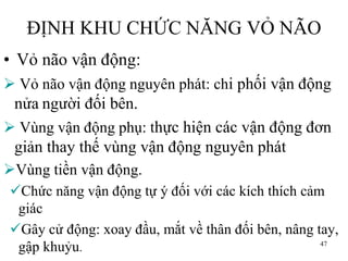 ĐỊNH KHU CHỨC NĂNG VỎ NÃO
• Vỏ não vận động:
 Vỏ não vận động nguyên phát: chi phối vận động
nửa ngƣời đối bên.
 Vùng vận động phụ: thực hiện các vận động đơn
giản thay thế vùng vận động nguyên phát
Vùng tiền vận động.
Chức năng vận động tự ý đối với các kích thích cảm
giác
Gây cử động: xoay đầu, mắt về thân đối bên, nâng tay,
gập khuỷu. 47
 