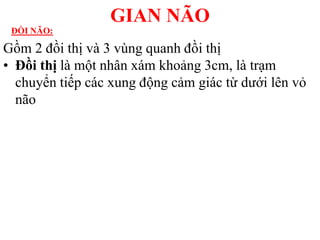 Gồm 2 đồi thị và 3 vùng quanh đồi thị
• Đồi thị là một nhân xám khoảng 3cm, là trạm
chuyển tiếp các xung động cảm giác từ dƣới lên vỏ
não
GIAN NÃO
ĐỒI NÃO:
 