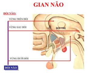 GIAN NÃO
ĐỒI NÃO:
ĐỒI NÃO
VÙNG SAU ĐỒI
VÙNG TRÊN ĐỒI
VÙNG DƢỚI ĐỒI
ĐỒI THỊ
 