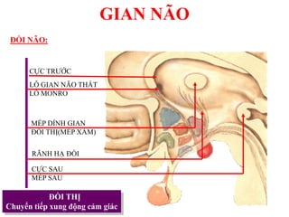 GIAN NÃO
ĐỒI NÃO:
ĐỒI THỊ
Chuyển tiếp xung động cảm giác
CỰC TRƢỚC
LỖ GIAN NÃO THẤT
LỖ MONRO
MÉP DÍNH GIAN
ĐỒI THỊ(MÉP XÁM)
RÃNH HẠ ĐỒI
CỰC SAU
MÉP SAU
 