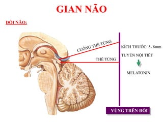 GIAN NÃO
ĐỒI NÃO:
VÙNG TRÊN ĐỒI
THỂ TÙNG
KÍCH THƢỚC: 5- 8mm
TUYẾN NỘI TIẾT
MELATONIN
 