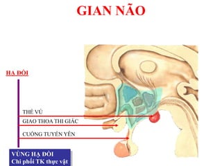 GIAN NÃO
VÙNG HẠ ĐỒI
Chi phối TK thực vật
CUỐNG TUYẾN YÊN
GIAO THOA THI GIÁC
THỂ VÚ
HẠ ĐỒI
 