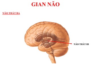NÃO THẤT III
GIAN NÃO
NÃO THẤT BA
 
