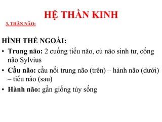HÌNH THỂ NGOÀI:
• Trung não: 2 cuống tiểu não, củ não sinh tƣ, cống
não Sylvius
• Cầu não: cầu nối trung não (trên) – hành não (dƣới)
– tiểu não (sau)
• Hành não: gần giống tủy sống
HỆ THẦN KINH
3. THÂN NÃO:
 