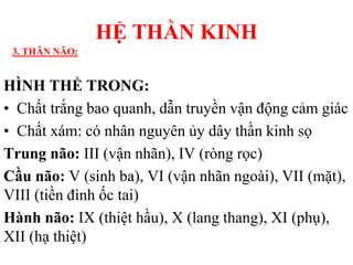 HÌNH THỂ TRONG:
• Chất trắng bao quanh, dẫn truyền vận động cảm giác
• Chất xám: có nhân nguyên ủy dây thần kinh sọ
Trung não: III (vận nhãn), IV (ròng rọc)
Cầu não: V (sinh ba), VI (vận nhãn ngoài), VII (mặt),
VIII (tiền đình ốc tai)
Hành não: IX (thiệt hầu), X (lang thang), XI (phụ),
XII (hạ thiệt)
HỆ THẦN KINH
3. THÂN NÃO:
 