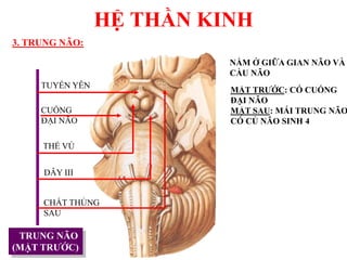 HỆ THẦN KINH
TRUNG NÃO
(MẶT TRƢỚC)
CUỐNG
ĐẠI NÃO
TUYẾN YÊN
THỂ VÚ
DÂY III
3. TRUNG NÃO:
NẰM Ở GIỮA GIAN NÃO VÀ
CẦU NÃO
MẶT TRƢỚC: CÓ CUỐNG
ĐẠI NÃO
MẶT SAU: MÁI TRUNG NÃO
CÓ CỦ NÃO SINH 4
CHẤT THỦNG
SAU
 