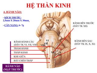 HỆ THẦN KINH
HÀNH NÃO
(MẶT TRƢỚC)
KHE GIỮA
BẮT CHÉO THÁP
THÁP HÀNH
TRÁM HÀNH
RÃNH HÀNH CẦU
(DÂY TK VI, VII, VIII)
RÃNH BÊN TRƢỚC
(DÂY TK XII)
RÃNH BÊN SAU
(DÂY TK IX, X, XI)
4. HÀNH NÃO:
VI
VII
VIII
XII
IX
X
XI
- KÍCH THƢỚC:
2,5mm X 20mm X 30mm
- CÂN NẶNG: 6- 7g
 