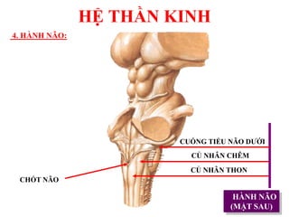 HỆ THẦN KINH
4. HÀNH NÃO:
HÀNH NÃO
(MẶT SAU)
CỦ NHÂN CHÊM
CỦ NHÂN THON
CUỐNG TIỂU NÃO DƢỚI
CHỐT NÃO
 