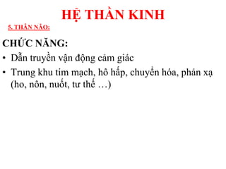CHỨC NĂNG:
• Dẫn truyền vận động cảm giác
• Trung khu tim mạch, hô hấp, chuyển hóa, phản xạ
(ho, nôn, nuốt, tƣ thế …)
HỆ THẦN KINH
5. THÂN NÃO:
 